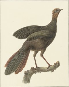 Crested Guan (Penelope purpurascens)
