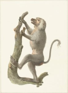 Mantled Baboon by Pieter Pietersz. Barbiers