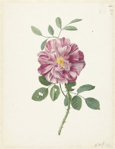 Gallic Rose (Rosa gallica L. 