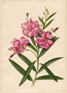 Purple Oleander