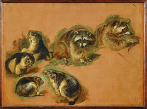 Marmots and raccoons by Pieter or Peter Boel