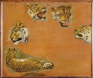 Sketches of a panther by Pieter or Peter Boel