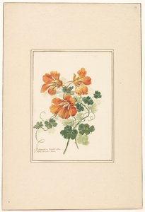 Branches of a Tropaeolum and a Violet