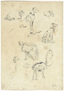 Studies of Dogs