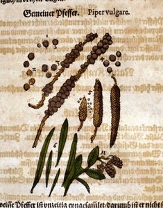 Common pepper. Engraving - in Kreutterbuch Dess Hochgelehrten unnd weitberuhmten Herrn D. Petri Andreae Matthioli by Pietro Andrea Mattioli (1500-1577). Frankfurt