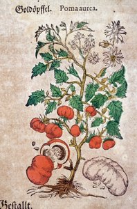 Herbarium: botanical planoma aureache representing a tomato plant (Caulis floridus). Engraving in “Kreutterbuch Des Hochgelehrten unnd weitberuhmten Herrn D. Petri Andreae Matthioli” by Pietro Andrea Mattioli
