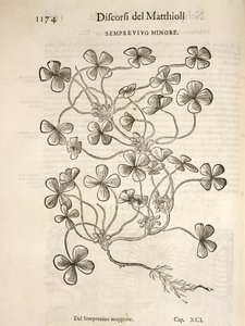 Sempervivum, engraving by Pier Andrea Mattioli by Pietro Andrea Mattioli