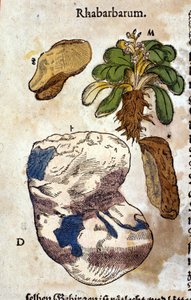 The Rhubarb. Engraving in 