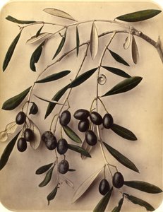 Olives by Pietro Guidi