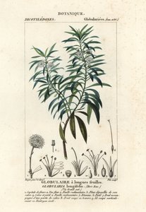 Globe daisy