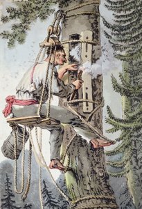 Peasant of the Podlaskie province of Poland gathering honey, early 19th century by Polish School