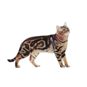 Bengal, 2014