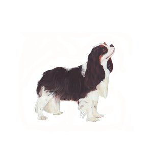 Cavalier King Charles Spaniel, 2011