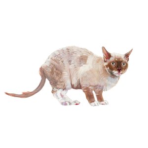Cornish Rex, 2014