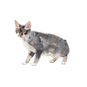 Devon Rex, 2014