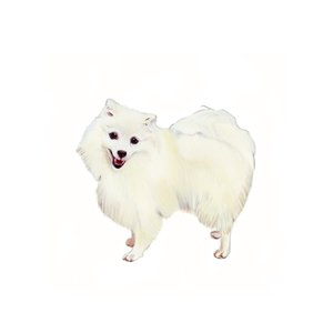 Japanese Spitz, 2011