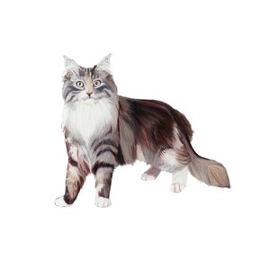 Marine Coon Cat, 2014