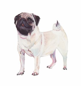 Pug, 2011