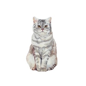 Selkirk Rex, 2014