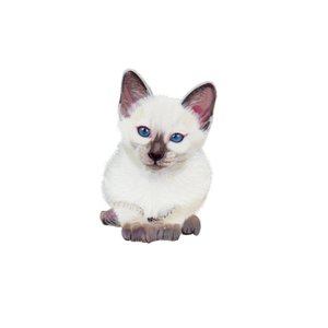 Siamese kitten, 2014