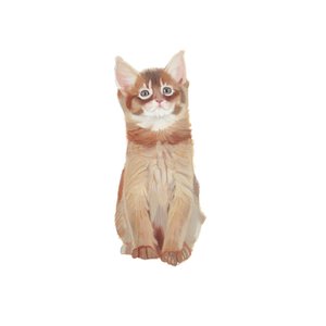 Somali kitten, 2014