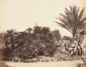 Pincian Garden, Rome, 1853-56