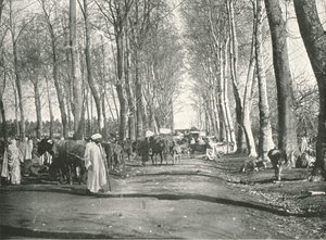 Arab Fair and Market, Boufarik, Algeria