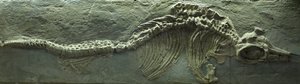 Ichthyosaur Fossil, Jurassic (Lias) period by Prehistoric Prehistoric