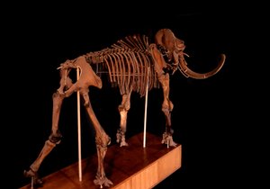 Dinosaur: mammoth skeleton, Paris, natural history museum by Prehistoric Prehistoric