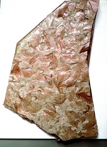 Prehistory: fossilized leaves from Piemont (Italy). Period of the inferior Quaternary. Museo civico di storia naturale, Milan
