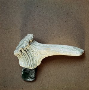 Green stone hatchet with deer horn handle from the cave of Pollera, Liguria. Middle Neolithic, Stone Age. Museo di archeologia Ligure, Genoa