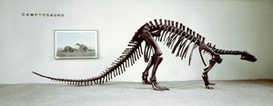 Skeleton of the camptosaur dinosaur (Camptosaurus Browni) (Superior Jurassic)
