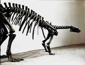 Prehistory: Skeleton of the Camptosaur Dinosaur by Prehistoric Prehistoric