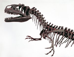 Prehistory: skeleton of the dinosaur Allosaurus fragilis. Period of the Upper Jurassic