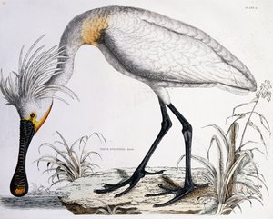 White Spoonbill, 1834 by Prideaux John Selby