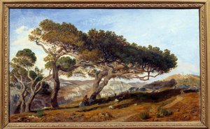 Pines in the Countryside of Aix en Provence