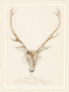 A Stag Shot by John Brown by Queen Victoria