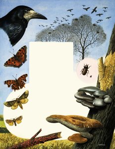 Animals attracted to Elm trees including rooks and butterflies