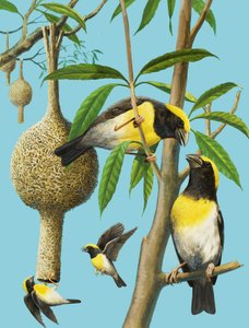 Birds Which Weave
