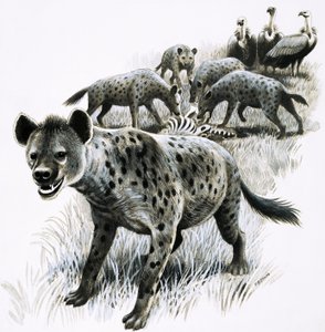 Hyenas Feeding on a Zebra Carcass with Vultures Watching
