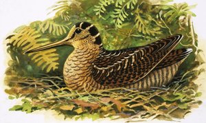 Looking at Nature: The Woodcock