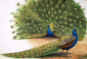 Peacocks
