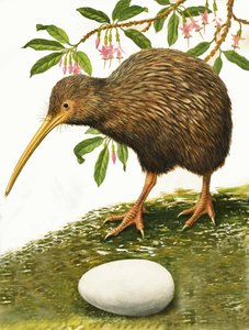 The Kiwi