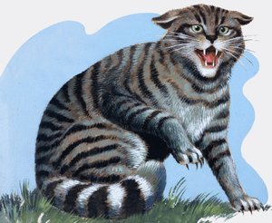 Wild Cat, from 