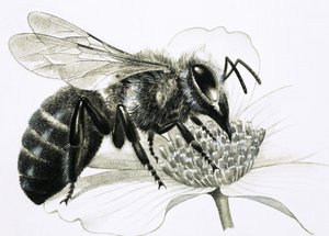 Worker Bee Collecting Nectar from Flower