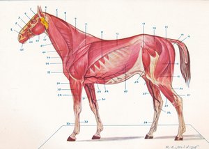 Superficial Muscles, Tendons, etc of a Horse, c1907-c1910