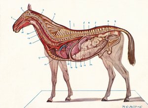 Vertical Section of the Body of a Horse