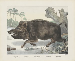 Wild Boar