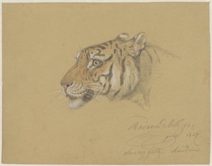 Head of a Tiger