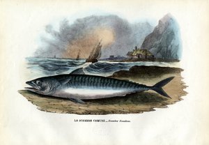 Atlantic Mackerel by Raimundo Petraroja